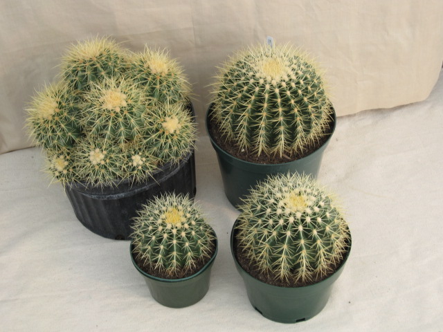 Cactus Golden Barrel